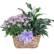 Blooming Peacefully (Deluxe)