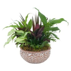 Ceramic Dish Garden (Deluxe)