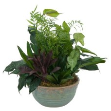 Medium Dish Garden (Deluxe)