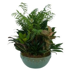 Large Dish Garden (Deluxe)