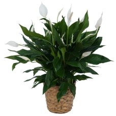 Peace Lily Plant (Deluxe)