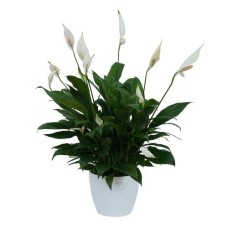 Peace Lily Plant in Ceramic Container (Deluxe)