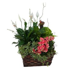 Living Blooming Garden Basket (Deluxe)