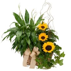Plants and Sunshine (Premium)