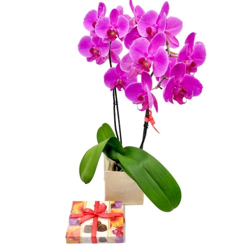 Chocolate and Flowers Classic