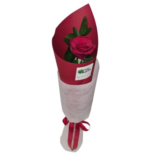 Single Premium Red Rose