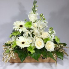 White Delight