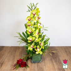 Cymbidium Orchid Arrangement (Standard)