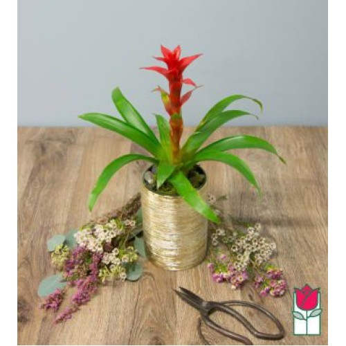The Beretania Florist Mini Bromeliad [Colors Vary]