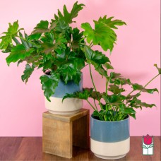 Beretania's Mini Monstera Plant