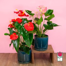 GiftbloomsLarge Anthurium Plant (Seasonal Color Varies)