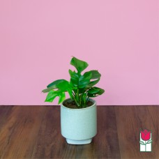 Mini Monstera Ginny Plant