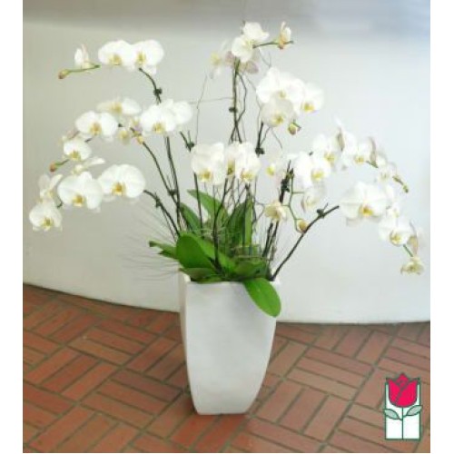 10 Stem - Premium Phalaenopsis White Orchid Plant