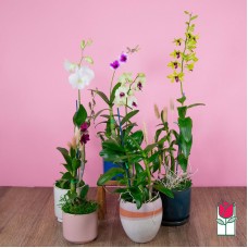 Dendrobium Orchid Plant (Standard)