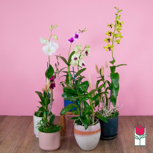 Dendrobium Orchid Plant (Standard)