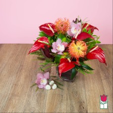 Tropical Love [Varieties Vary] (Standard)