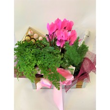 Cyclemen Plant with Chocolates & Bubbles
