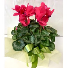 Cyclamen