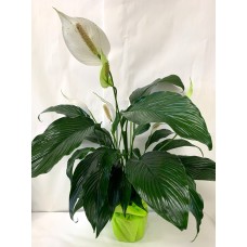 Peace Lily