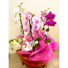 New Season Orchids