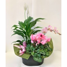 Mixed Plant Basket