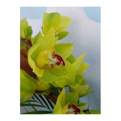 The Orchid