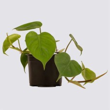 Philodendron Hearthleaf 14cm