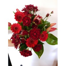 Cupids Red Fox