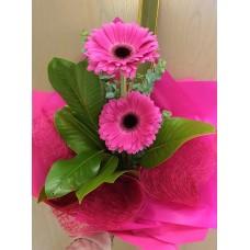 Simply Gerberas