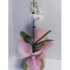 Phalaenopsis Orchid Gift wrapped or in a Bag