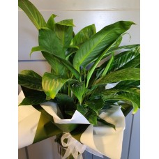 Peace Lily