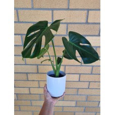 Monstera Plant