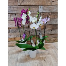 Phalaenopsis Orchid in ceramic pot