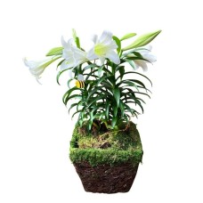 Double Easter Lily