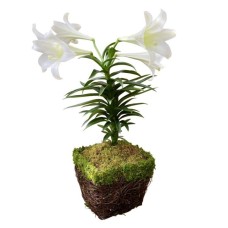 Easter Lily