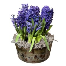 Potted Hyacinths (Standard)
