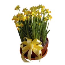 Potted Daffodils