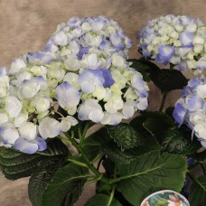 Potted Hydrangea
