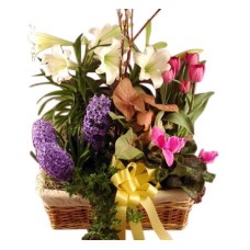 Giant Blooming Plant Basket (Standard)