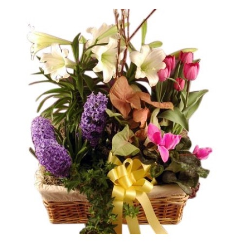 Giant Blooming Plant Basket (Standard)