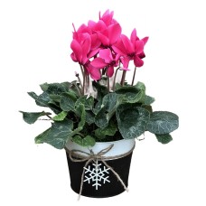 Holiday Cyclamen