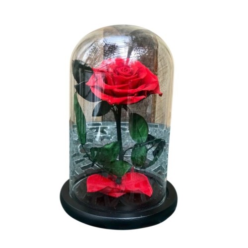 Enchanted Beauty Single Rose