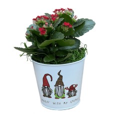 Gnome Kalanchoe Planter