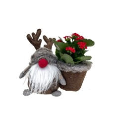 Gustav the Deer Gnome