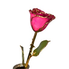 Wicked Pink Gold Dipped Rose