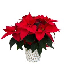 Holiday Poinsettia