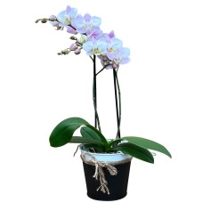 Loving Orchid Plant