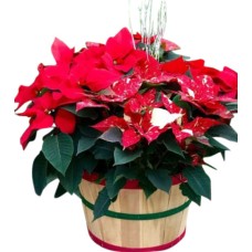 Huge Poinsettia Hamper