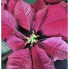 Burgundy Poinsettia in Basket (Extra Large)