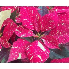 Jingle Bell Poinsettia in Basket (Extra Large)